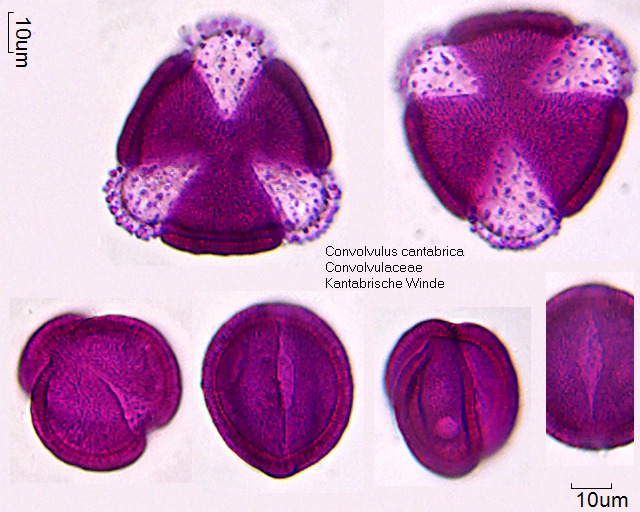 Pollen von Convolvulus cantabrica