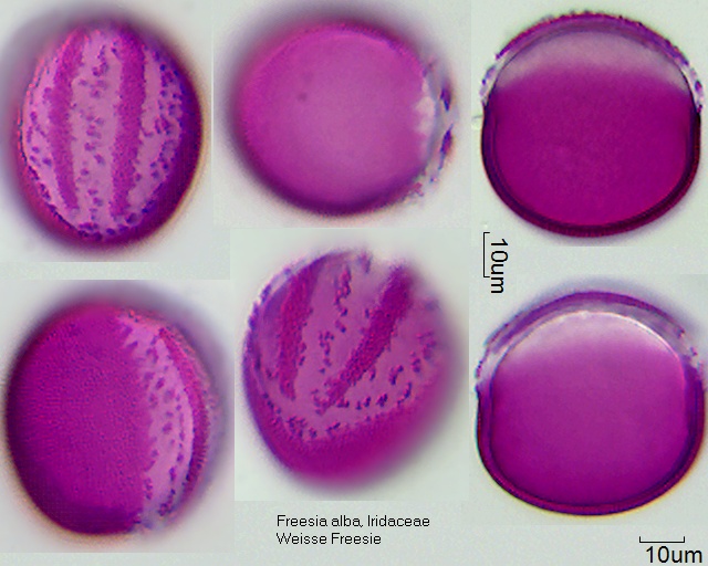 Pollen von Freesia alba