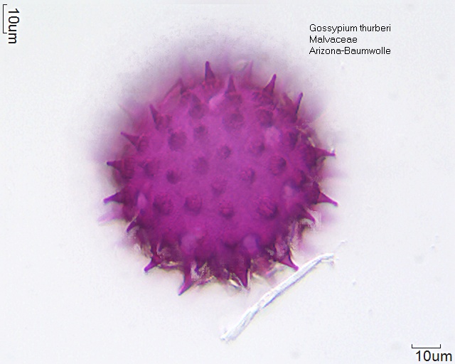Pollen von Gossypium thurberi