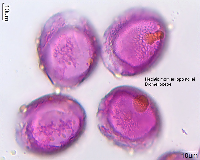 Pollen von Hechtia marnier-lapostollei