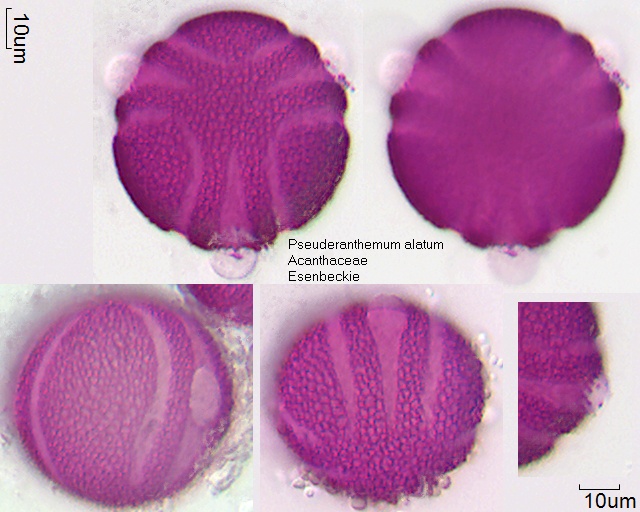 Datei:Pseuderanthemum alatum (3).jpg