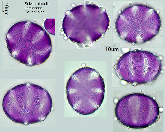Pollen von Salvia officinalis