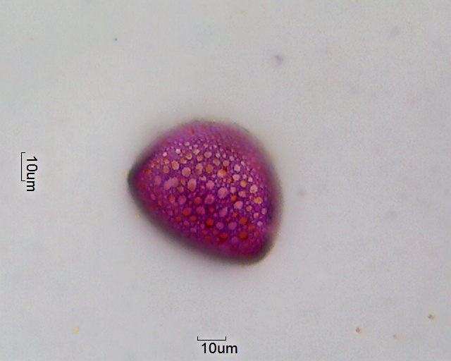 Pollen von Anthericum ramosum