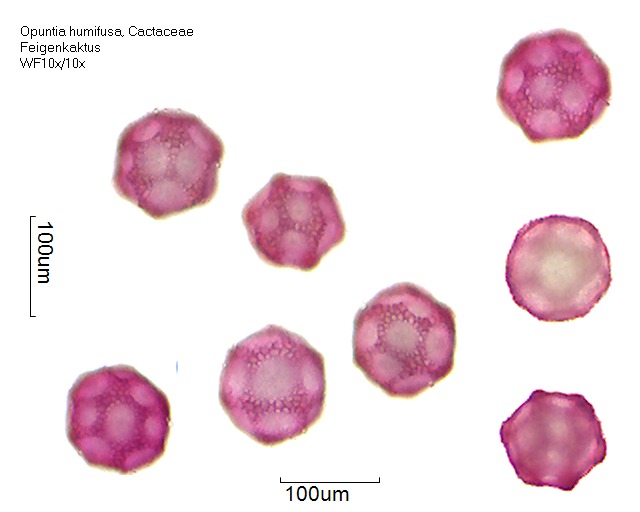 Datei:Opuntia humifusa (1).jpg