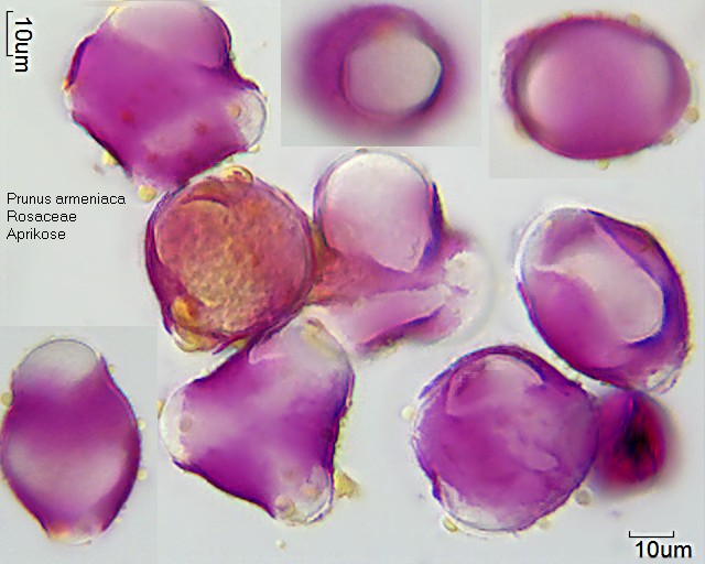 Pollen von Prunus armeniaca