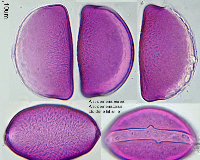 Pollen von Alstroemeria aurea.jpg