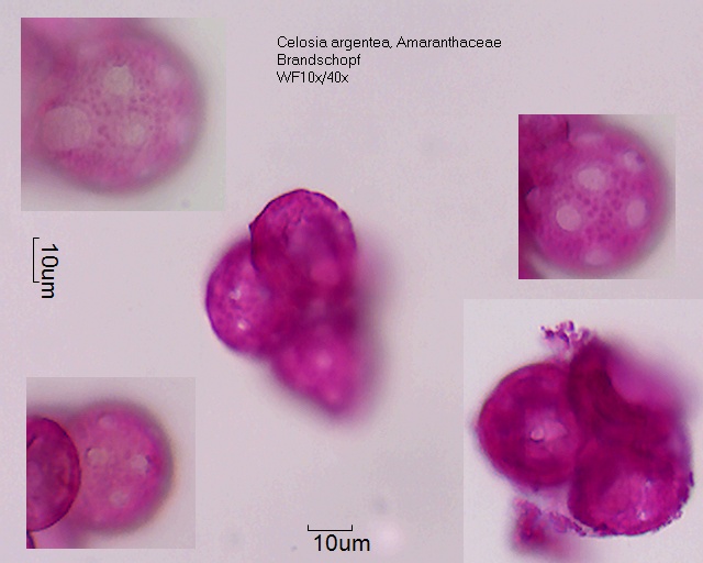 Datei:Celosia argentea (5).jpg