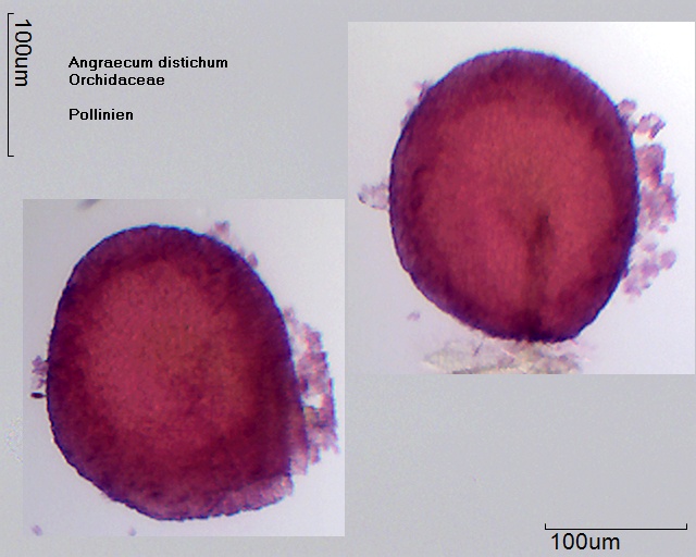 Pollinien von Angraecum distichum