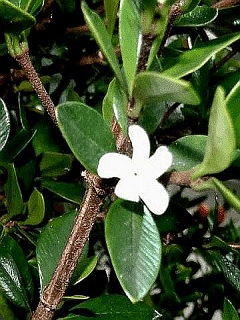 VAlyxia ruscifolia.JPG