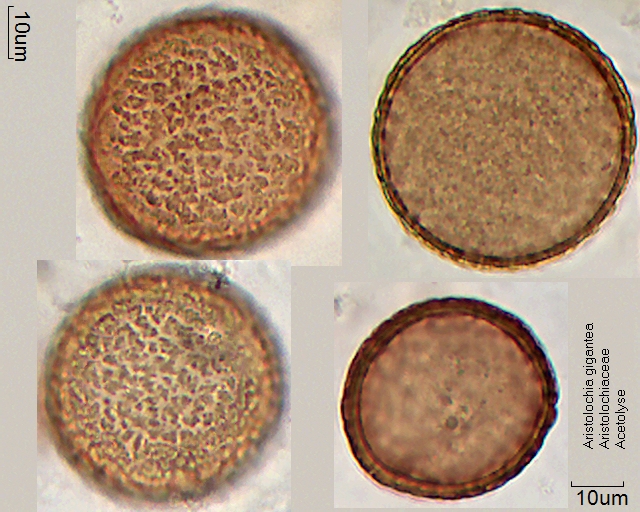 Acetolysierter Pollen von Aristolochia gigantea, A-006