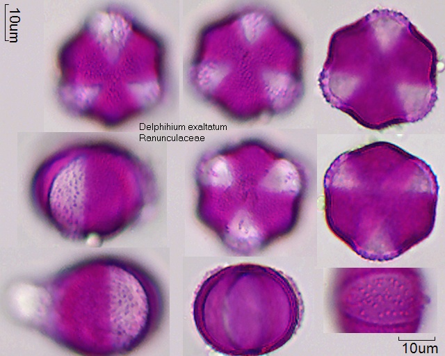 Pollen von Delphinium exaltatum