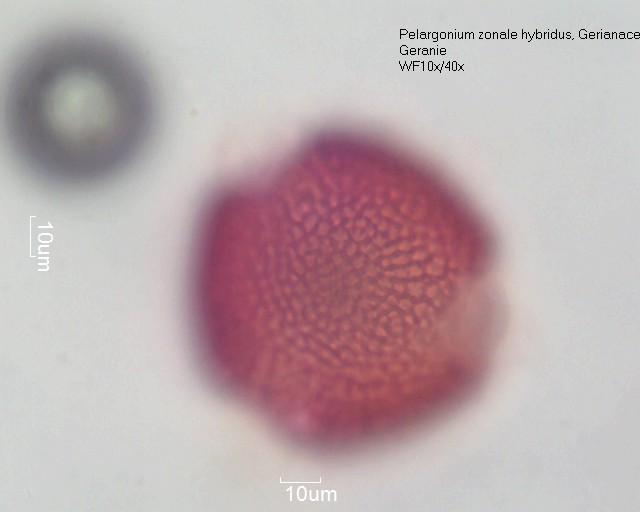 Datei:Pelargonium zonale hybridus (5).jpg