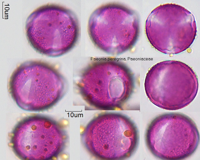 Pollen von Paeonia peregrina