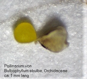 Pollinarium von Bulbophyllum ebulbe