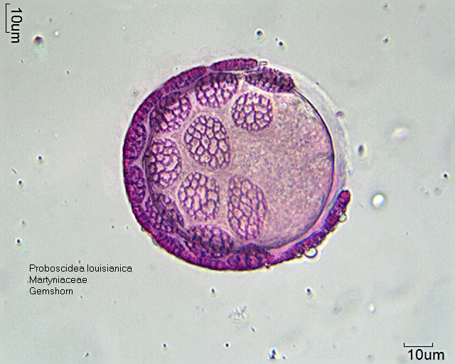 Datei:Proboscidea louisianica (3).jpg