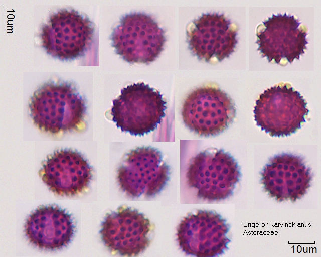 Pollen von Erigeron karvinskianus