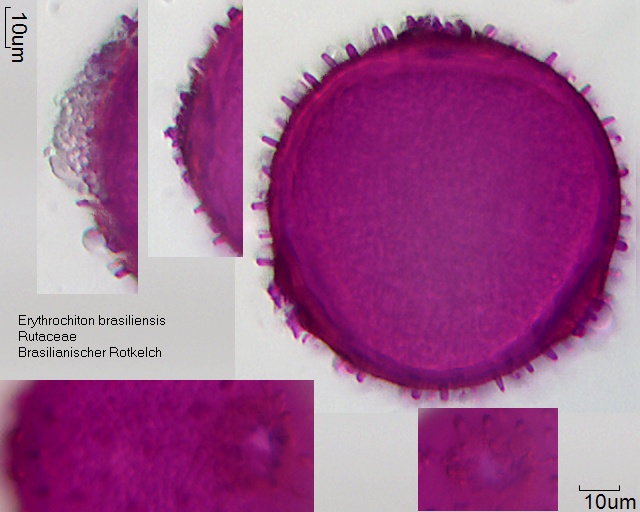 Pollen Erythrochiton brasiliensis