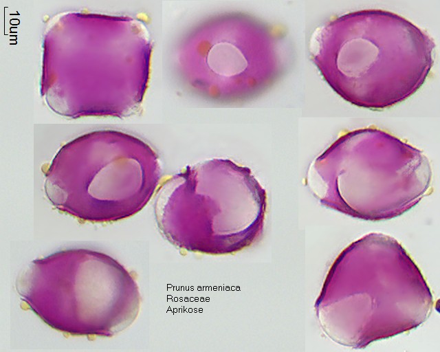 Pollen von Prunus armeniaca