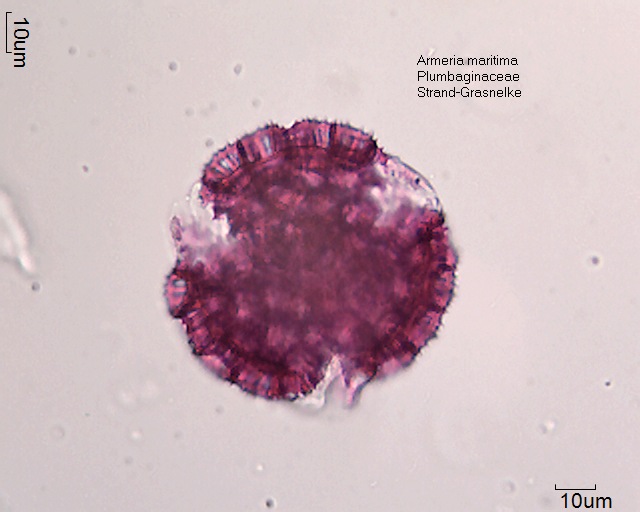 Pollen von Armeria maritima (2)