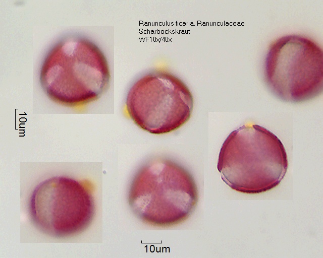 Pollen von Ranunculus ficaria