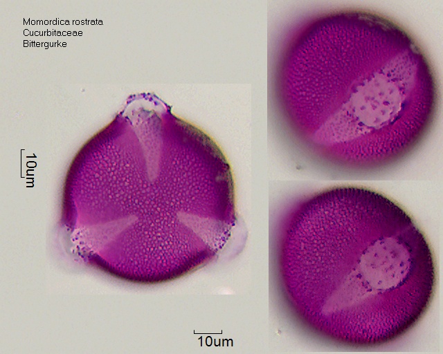 Pollen von Momordica rostrata, 5-018, entfettet