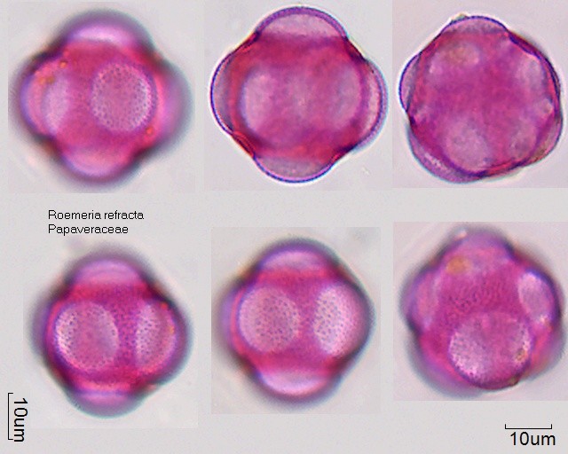Pollen von Roemeria refracta