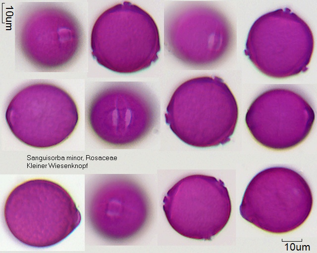 Pollen von Sanguisorba minor