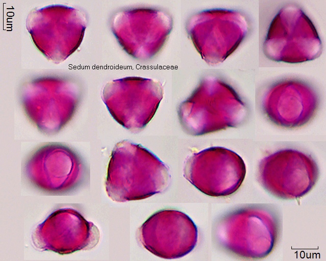 Pollen von Sedum dendroideum