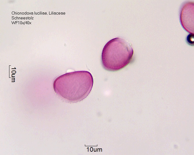 Datei:Chionodoxa luciliae (1).jpg