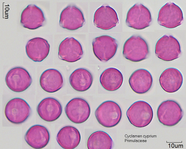 Pollen von Cyclamen cyprium