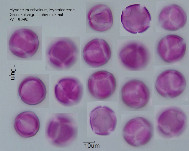 Pollen von Hypericum calycinum