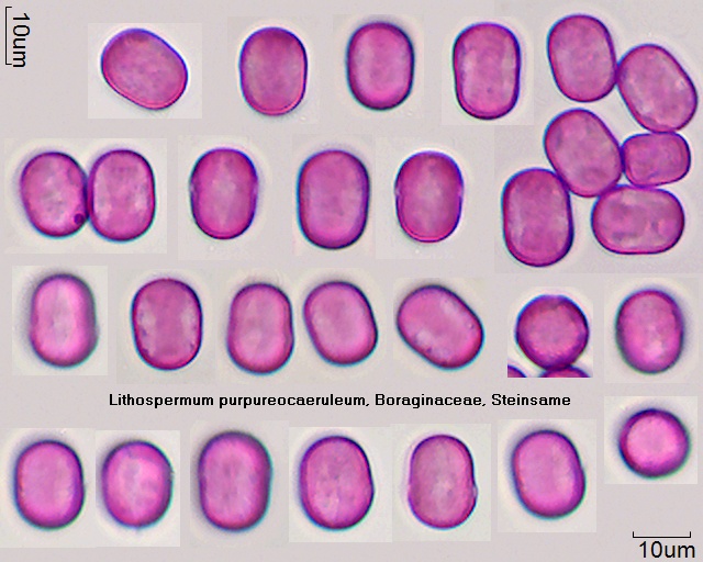 Pollen Lithospermum purpureocaeruleum