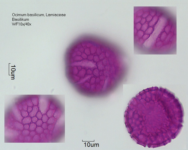 Ocimum basilicum (1).jpg