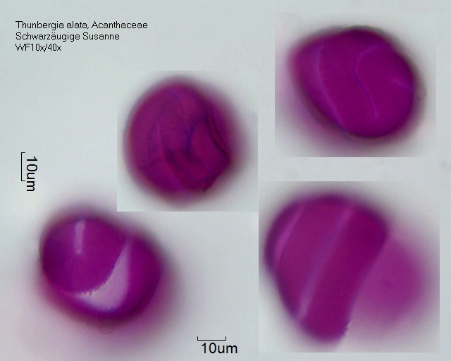 Pollen von Thunbergia alata