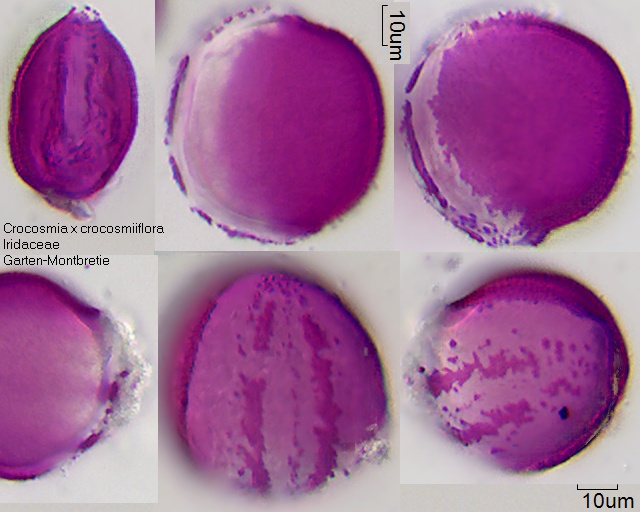 Pollen von Crocosmia x crocosmiiflora