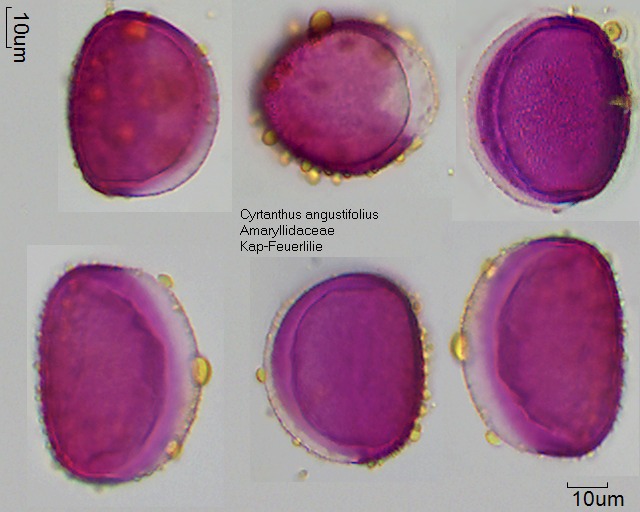 Pollen von Cyrtanthus angustifolius.jpg