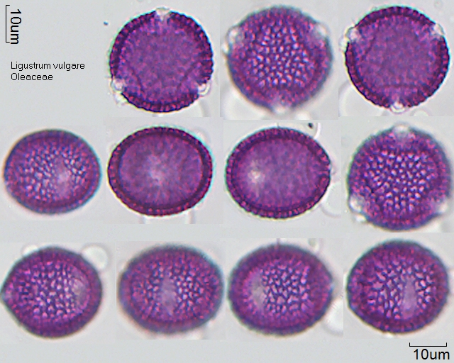 Pollen von Ligustrum vulgare, neue Aufnahme 17.05.2020