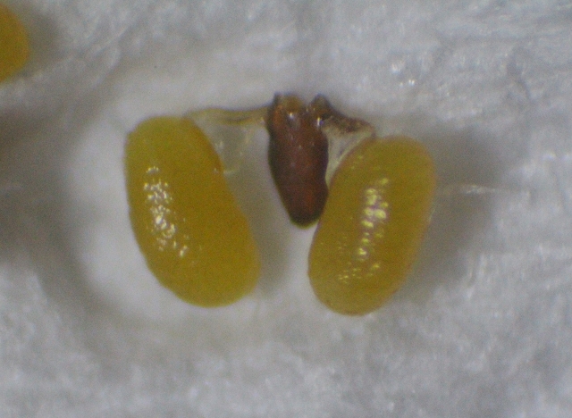 Stephanotis floribunda Pollinarium Laenge ca 2 mm.JPG