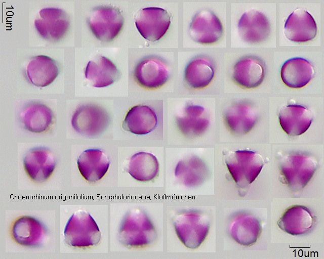 Pollen von Chaenorhinum ariganifolium
