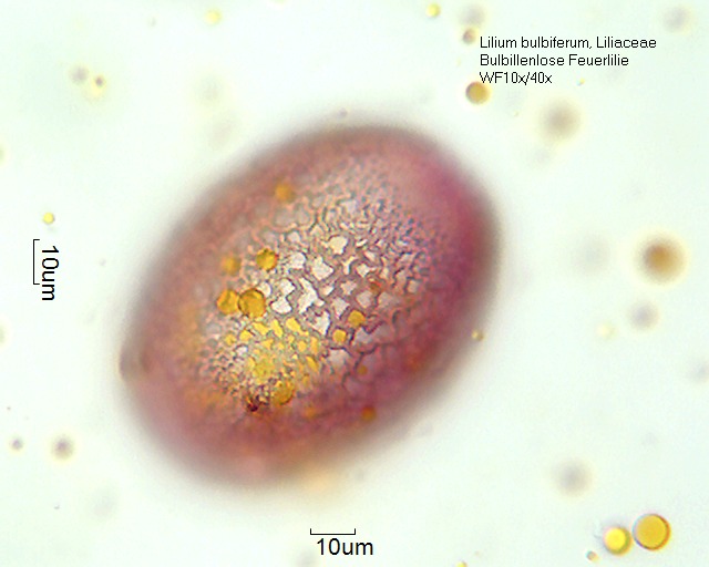 Hemerocallis multiflora_1 (4).jpg