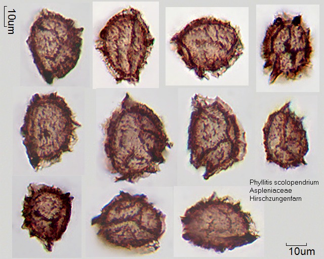 Sporen von Phyllitis scolopendrium