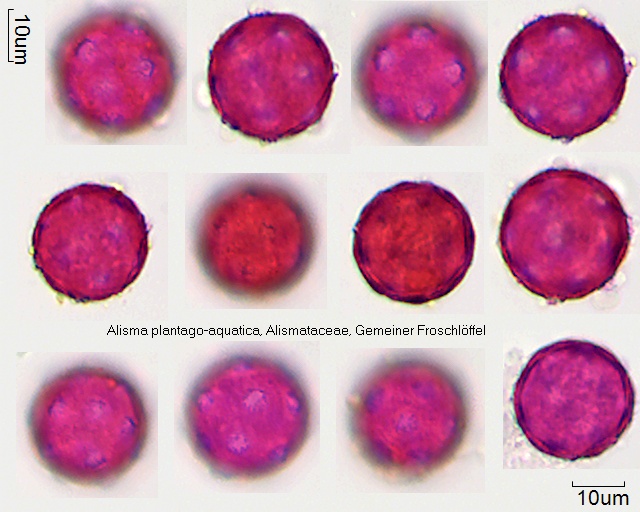 Pollen von Alisma plantago-aquatica