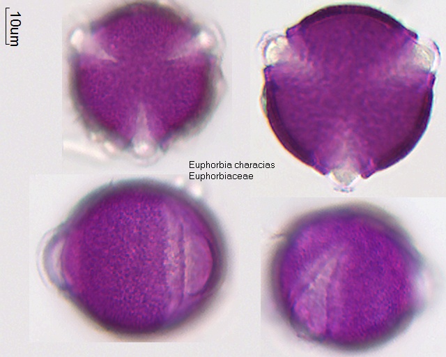 Pollen von Euphorbia characias
