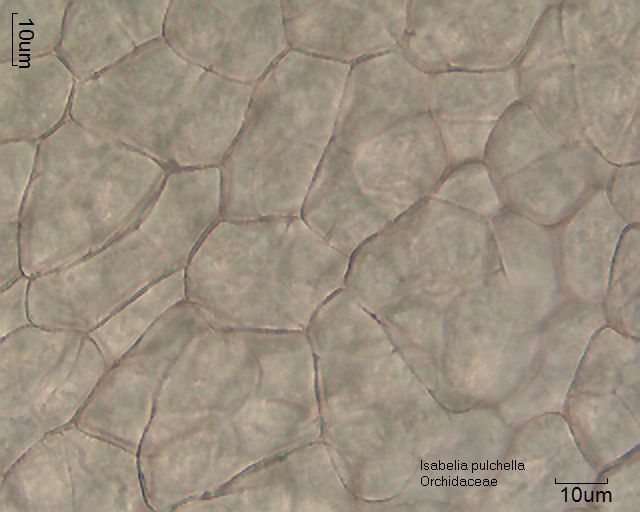 Zellen im Pollinium von Isabelia pulchella
