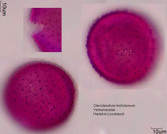 Clerodendrum trichomotum (2).5-045