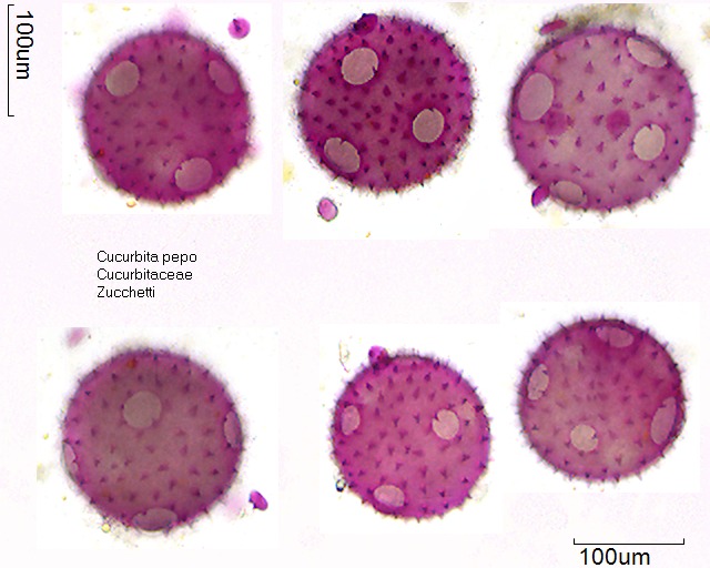 Pollen von Cucurbita pepo