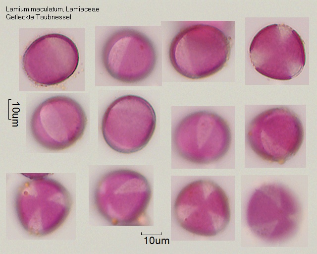 Pollen von Lamium maculatum