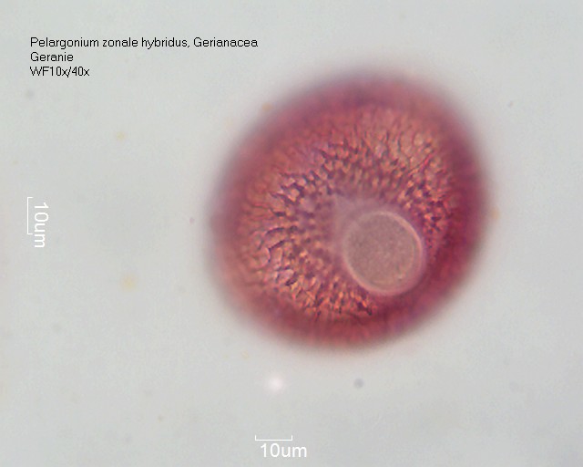 Datei:Pelargonium zonale hybridus (4).jpg