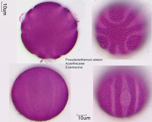 Pollen von Pseuderanthemum alatum
