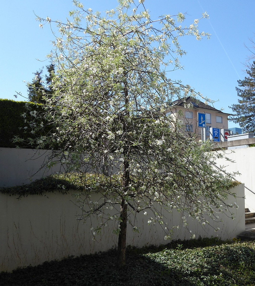 VPyrus salicifolia-Baum.JPG